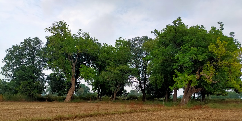 Gulbakawali plants in bloom at Mai Ki Bagiya, set against lush greenery, popular destination near Amarkantak temple