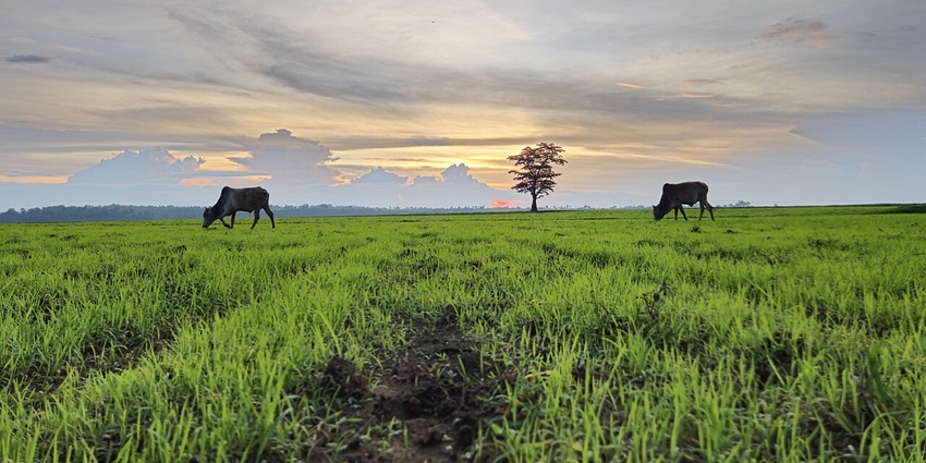 Expansive green meadows and rolling hills under a bright blue sky in Mainpat.