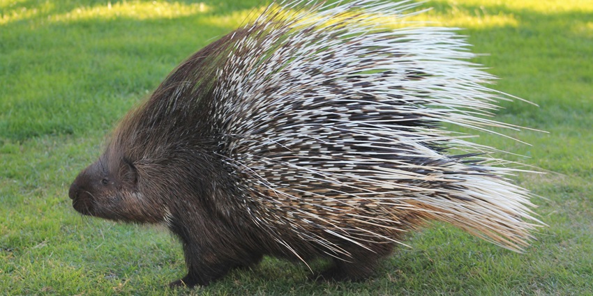 A porcupine cautiously explores its surroundings near Man Sagar Lake and Wildlife Reserve.