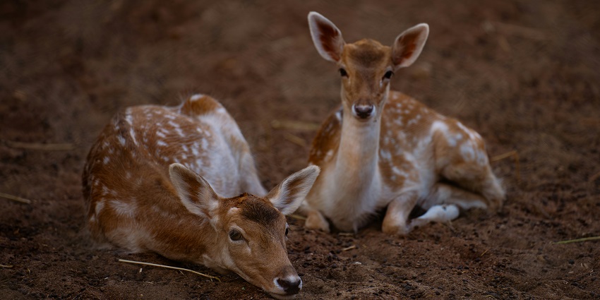 Manali Wildlife Sanctuary is filled with a variety of wildlife species and vegetation like walnut and fir trees