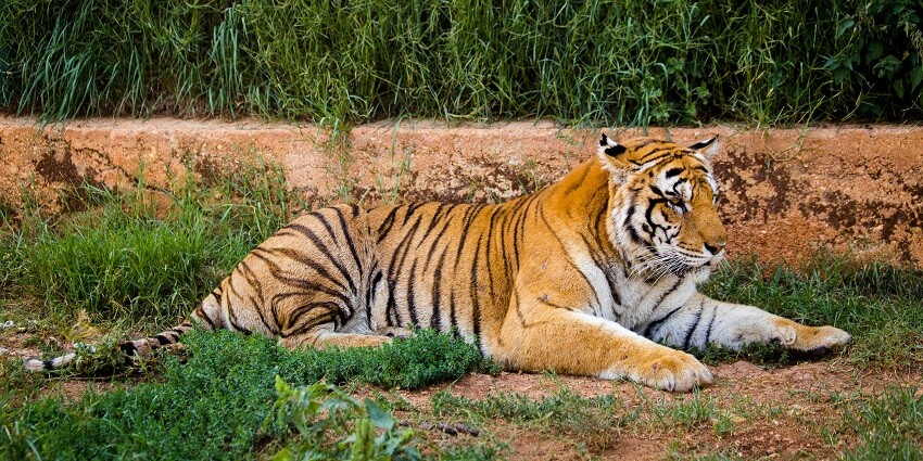 A tiger spotted at the Manas National Park, one of the best lower Assam picnic places.