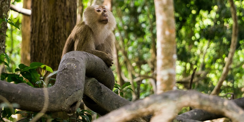 A glimpse of a monkey spotted at the Mandore Gardens Animal Park, a tourist attraction.