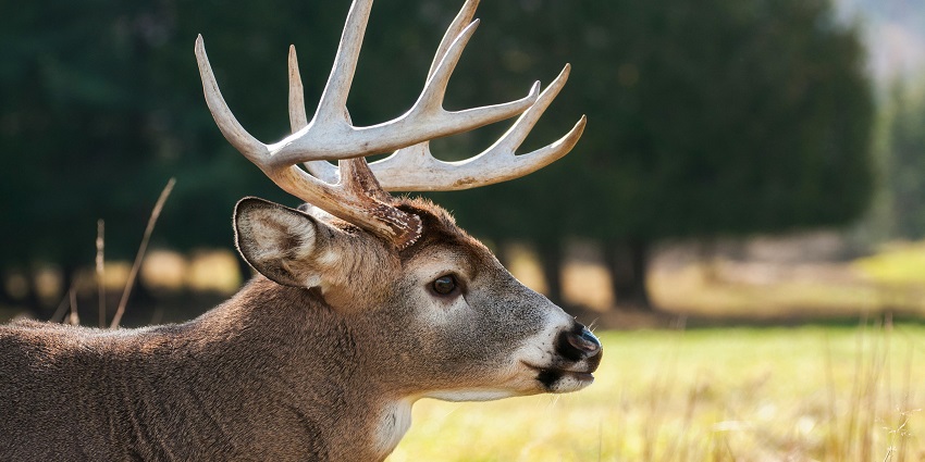 A closer look of a deer with horns standing on the lush green fields of the region.