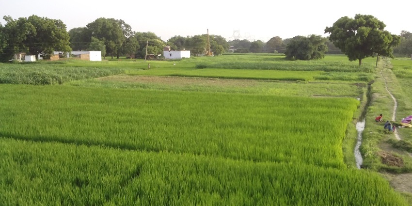 Green farmland with trees and open sky in the background.