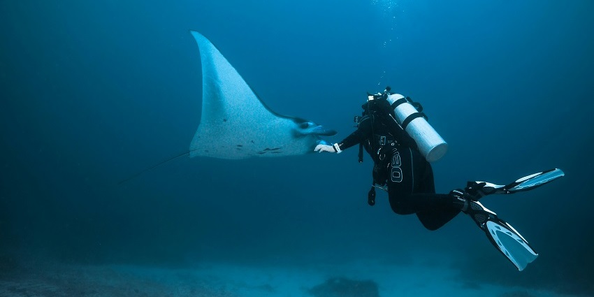 Manta Point is one of the best destinations for Maldives snorkelling for all travellers.