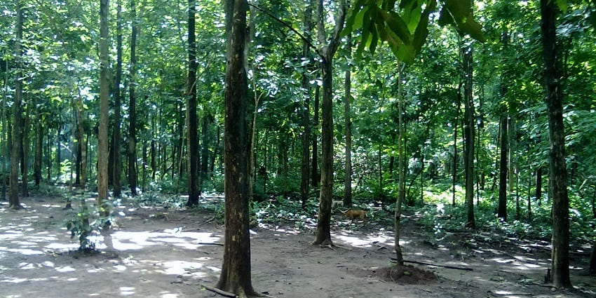 A trek to Manyam Viewpoint is one of the best things to do in Maredumilli for travellers.