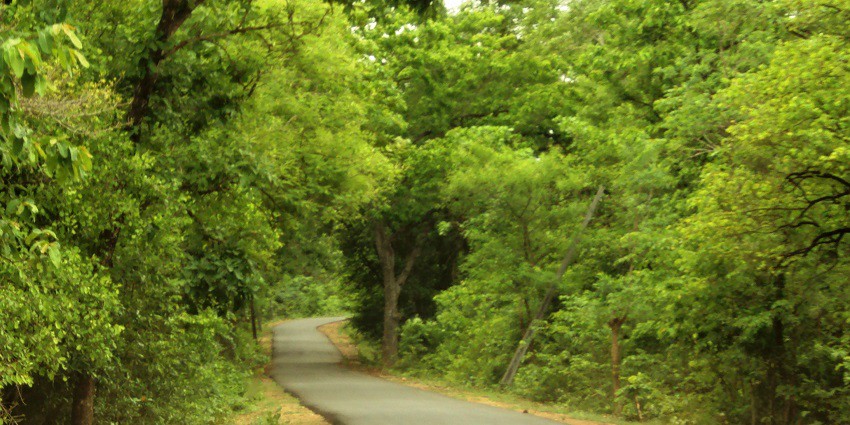 Beautiful road leading to Maredumilli, a town offering the ideal getaway into nature's lap