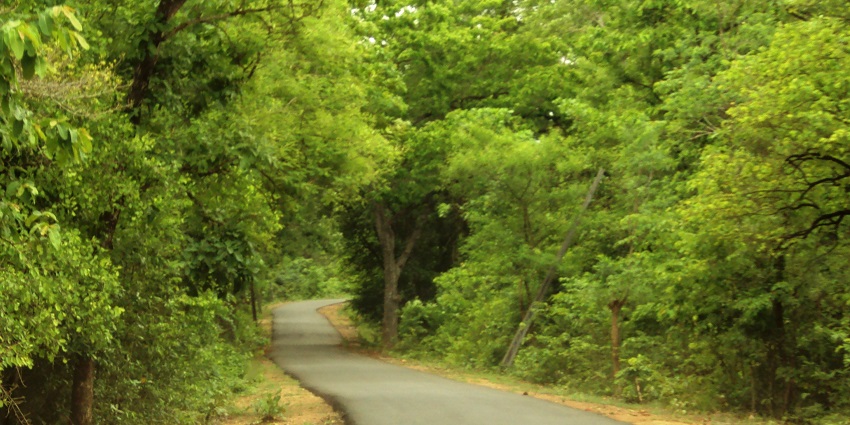Tranquil pathways of Maredumilli, lined with towering trees and vibrant foliage