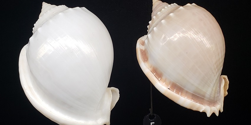 A natural coloured Phalium glaucum shell in the museum among places to visit in Lakshadweep.