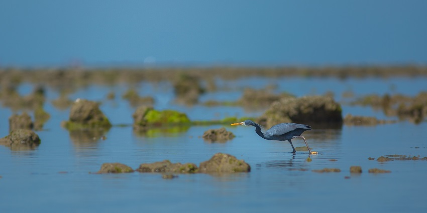 Snapshot of the Bird visit the Narara coasts during low tide to pick on the fishes in Gaga Sanctuary
