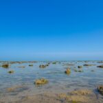 The sea bed of Marine National Park in India.