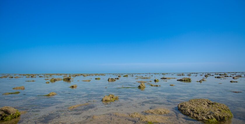 The sea bed of Marine National Park in India.