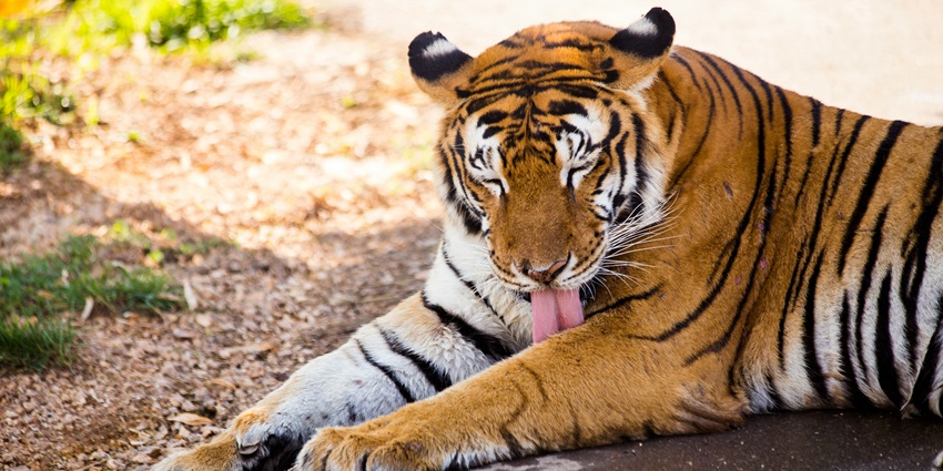 A visit to the Bir Talab Zoo is one of the top things to do in Bathinda for wildlife lovers.