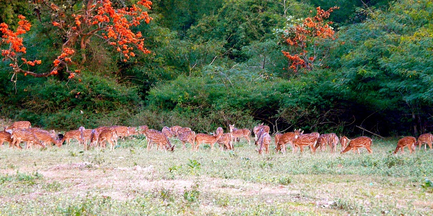 Get to encounter deers and other species amid the lush landscape of Masinagudi.