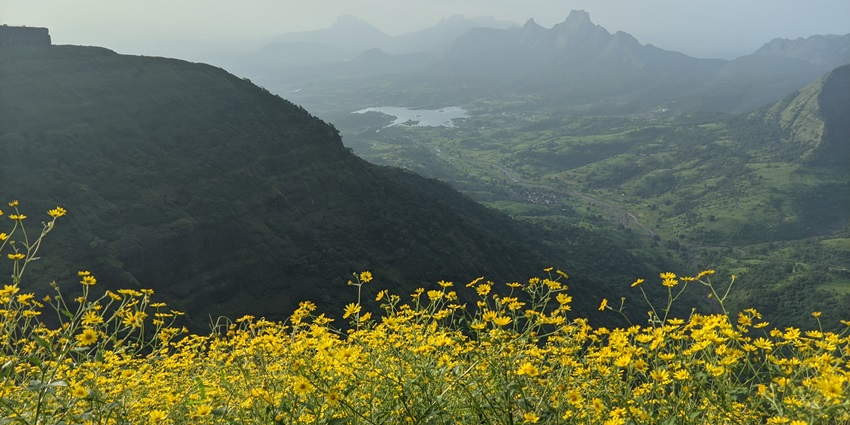 A picture of beautiful flowers blooming at a mountain in Matheran with scenic views in the background