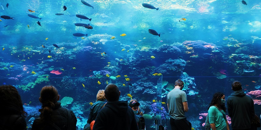 Explore the beautiful under waster Matsyadarshini Aquarium while on the museum hunt