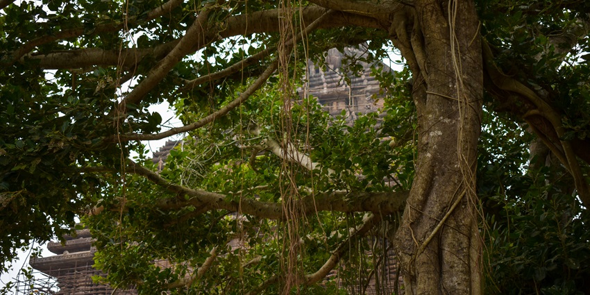 Snapshot of an idyllic Banyan Tree in the vicinity Aashram in Puttaparthi