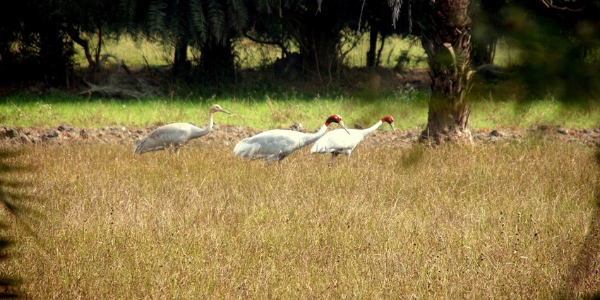 A graceful crane standing in the shallow waters of Menar Wetland, Rajasthan, surrounded by lush greenery