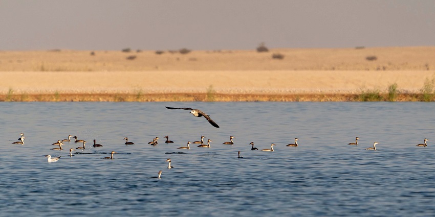 Menar Village Lake perfect for birdwatching, among the top offbeat places in Udaipur