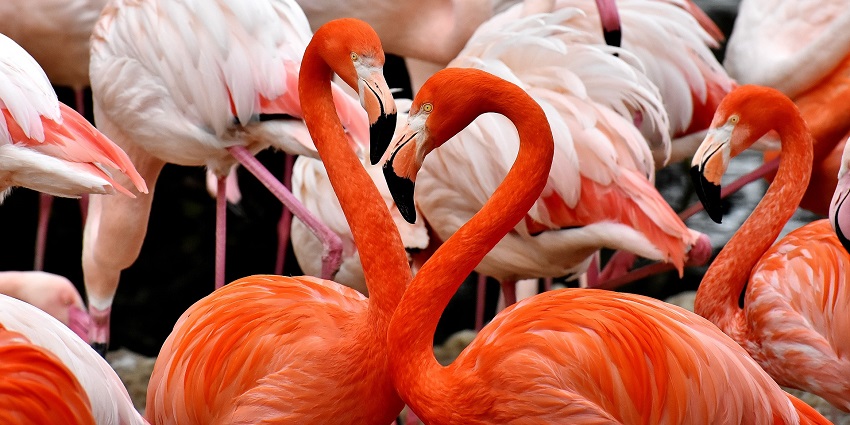 Flamingos at Menar Wildlife Sanctuary near Udaipur, highlighting vibrant birdlife.