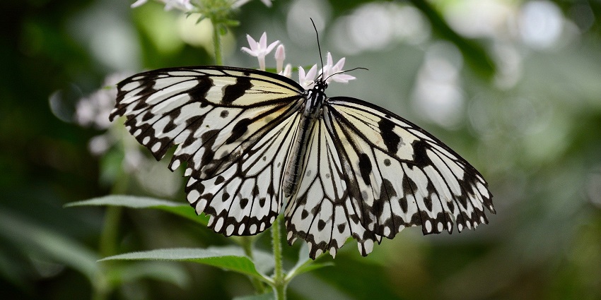 Butterfly perched on colourful flowers, showcasing the beauty of nature in a serene garden
