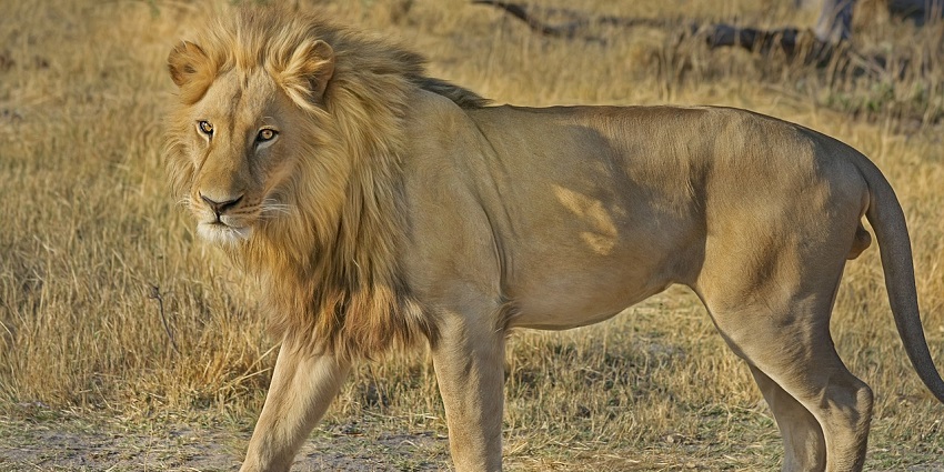 Close up shot of an Asiatic lion in the wildlife sanctuary in Gujarat