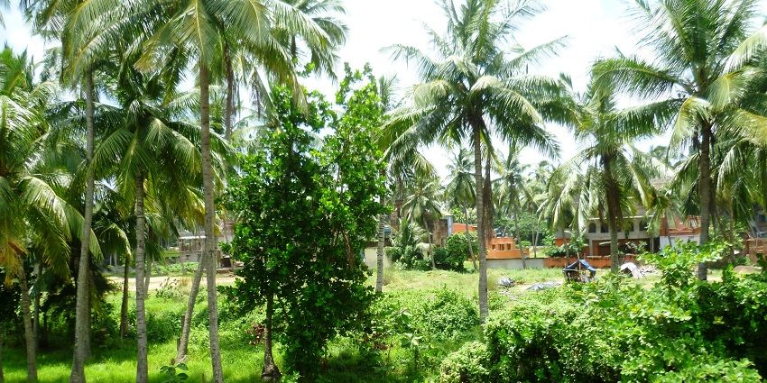 Tall bamboo trees in Mohana Village near Lakhari Wildlife Sanctuary