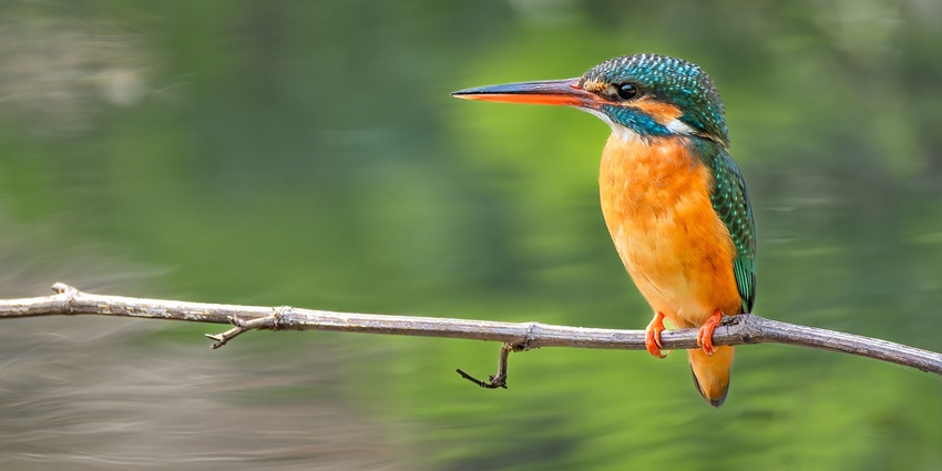 Explore the diverse flora and fauna at the famous Mollem Biodiversity Park located in Goa.