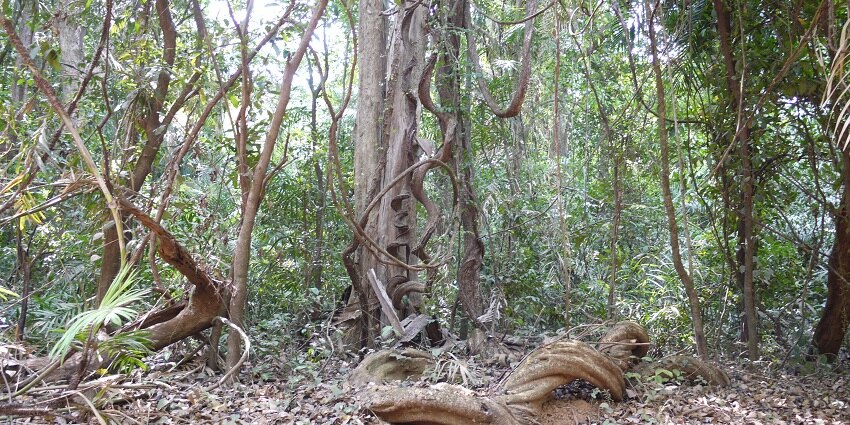 Snapshot of the dense forest of the Mollem National Park in western ghat region in Goa