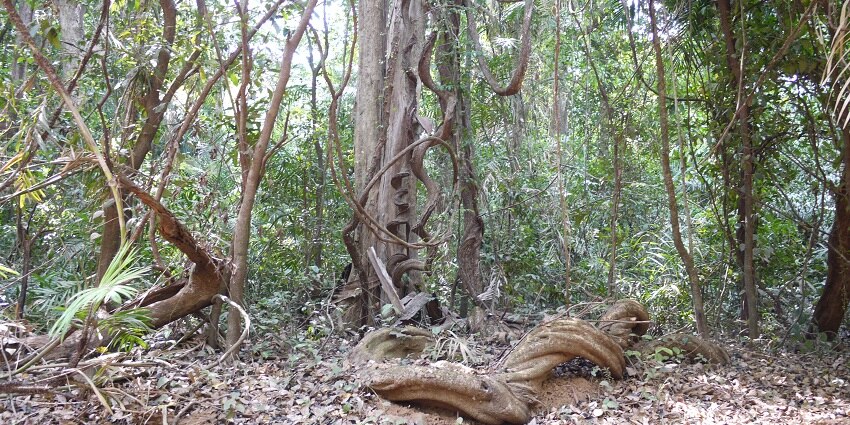 Mollem national park home variety of flora and Fauna in Goa biodiversity sanctuary