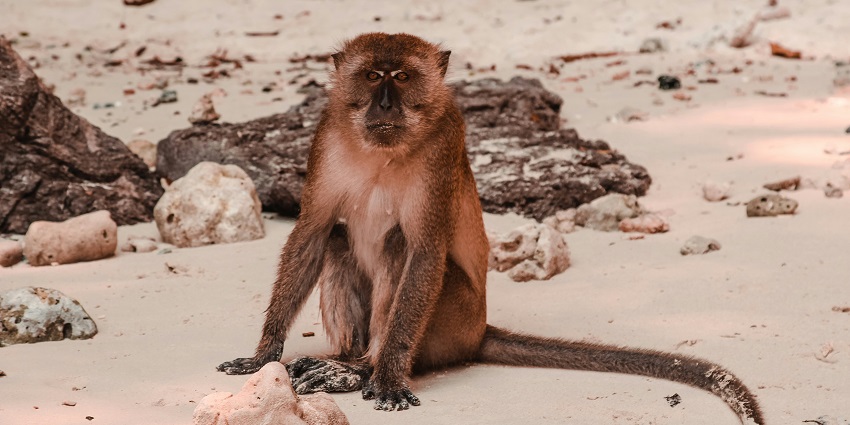 An image of rocks on the sand with a few monkeys climbing on top of the rocks.