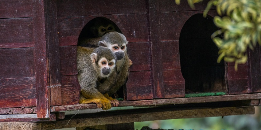 Monkey Point is one of the top attractions in Kasauli that offer views of Chandigarh