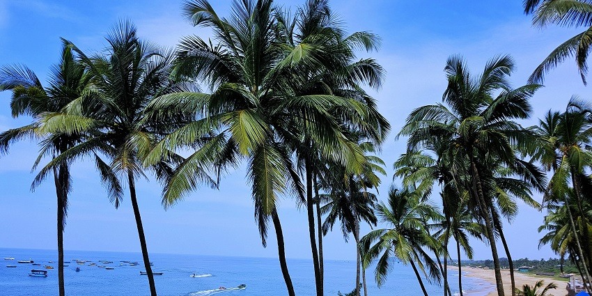 Morjim Beach is one of the top Goa beaches which has a turtle nesting site and hip cafes