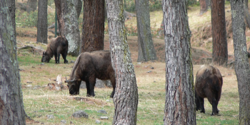 Takin grazing among pine trees at the Motithang Takin Preserve in Thimphu–bhutan picnic places