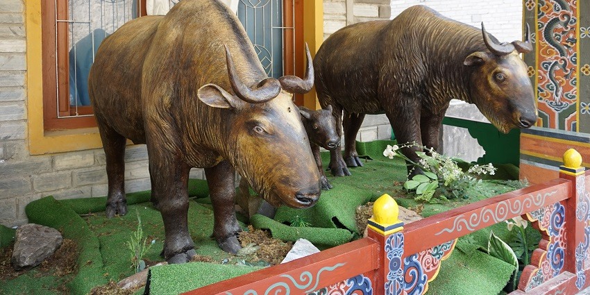Royal Takin Preserve in Thimphu, Bhutan, featuring the rare Takin, Bhutan's national animal