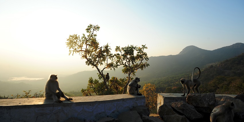Monkeys can be spotted in the Mount Abu Wildlife Sanctuary, nestled within the ancient Aravalli range