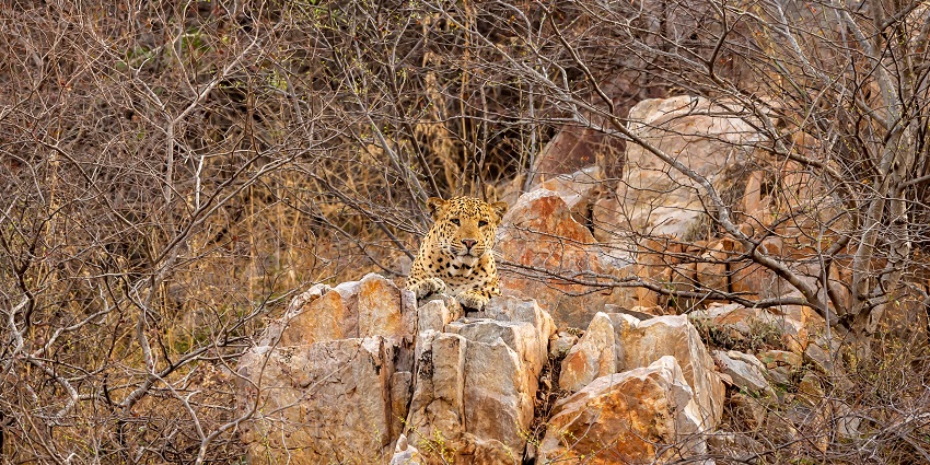 Mount Abu Wildlife Sanctuary is covered by forests, wildlife, and is an ideal spot for camping.