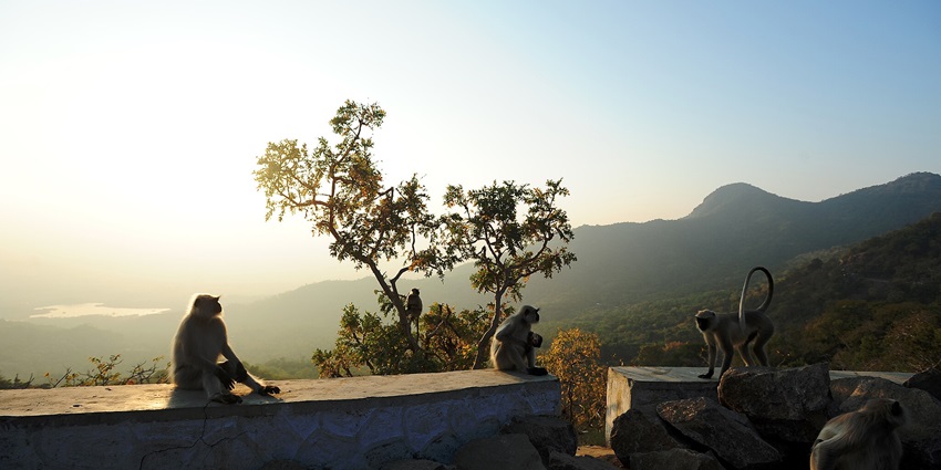 Playful moments of monkeys enjoying their leisure time at Mount Abu Wildlife Sanctuary