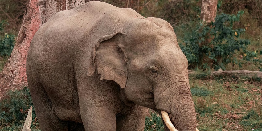 A close up image of an elephant in Mount Abu Wildlife Sanctuary, a retreat in Rajasthan.