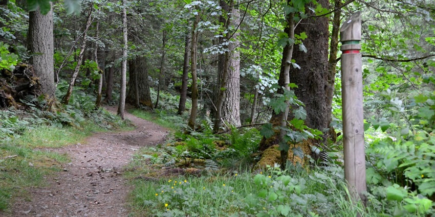 A picture of a forest trail in Morni Hills with tall trees and greenery all around