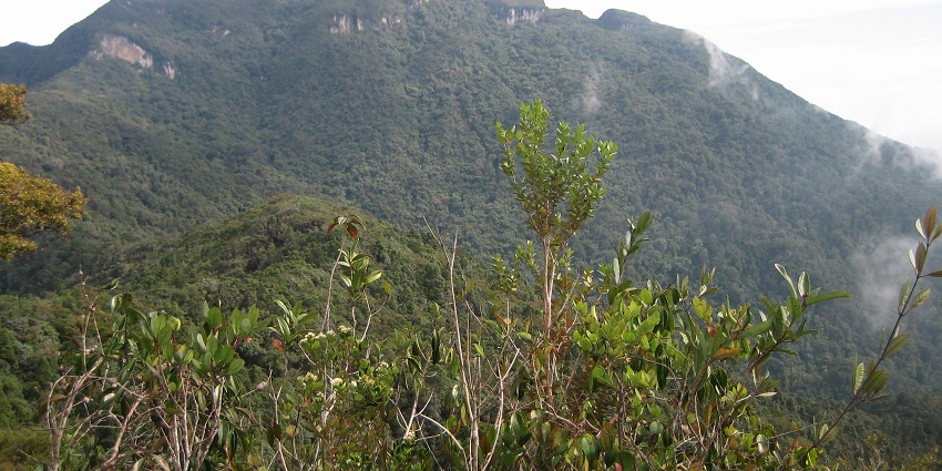 Picturesque view of Gunung Tahan peak in Taman Negara, captured from Gunung Tangga Lima Belas.