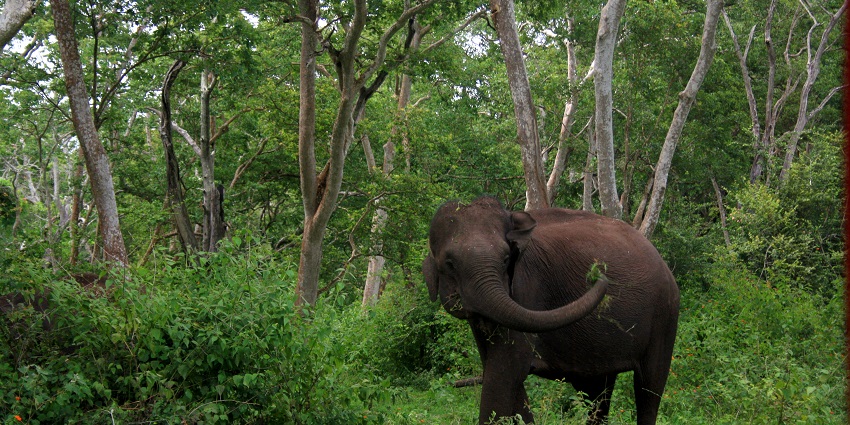 It shows an elephant in a peaceful forest setting.