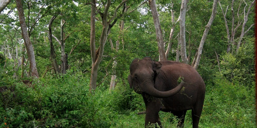 An elephant grazing in National Park, one of the top destinations near Bandipur Night Safari.