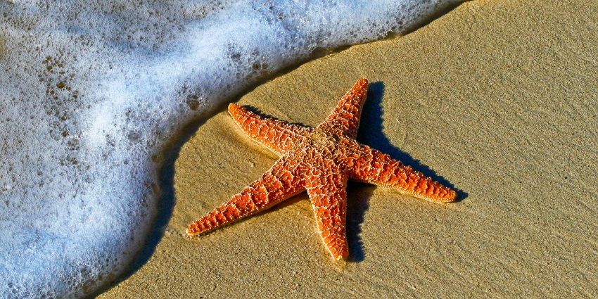 With fine sand, mild waves, and fishing, this is one of the best beaches in Mangalore.