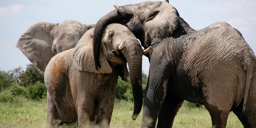 Playful elephant balancing a bundle of grass on its head in the heart of the sanctuary