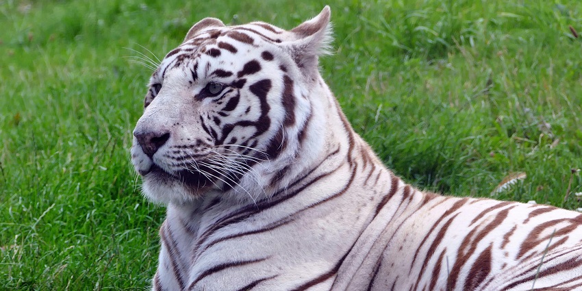 Mukundpur White Tiger Safari is one of the best places to visit in Rewa for adventure.
