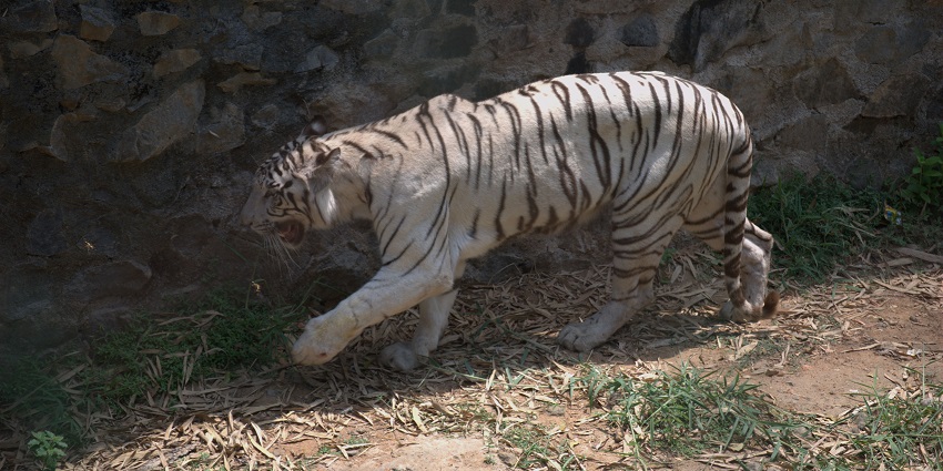 White Tiger Safari, Mukundpur featuring a white tiger walking through a natural, green environment.