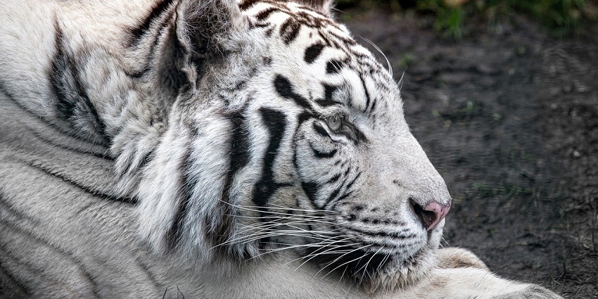 An image showing a close-up of a white tiger at Mukundpur Zoo and White Tiger Safari