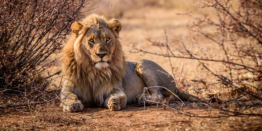A picture of a lion at one of the best national parks near Jaipur, Rajasthan