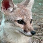 A Bengal Fox in Mukundra Hills National Park, showcasing the park's diverse and rich wildlife.